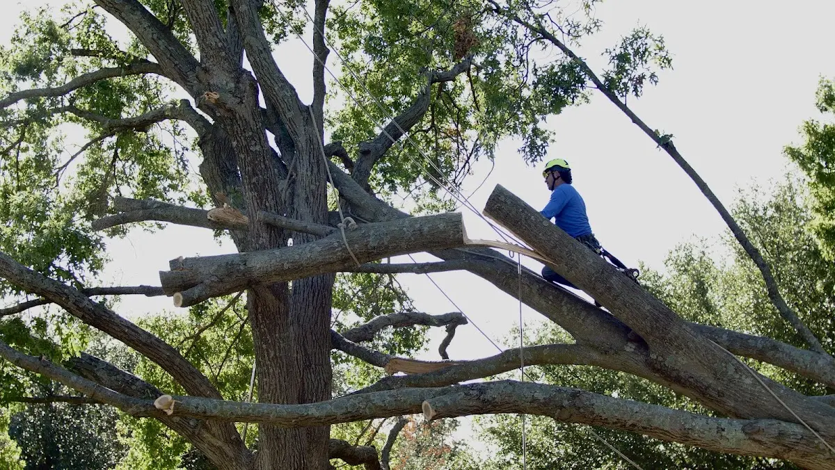 Professional Crown Thinning performed by certified arborists in Imperial