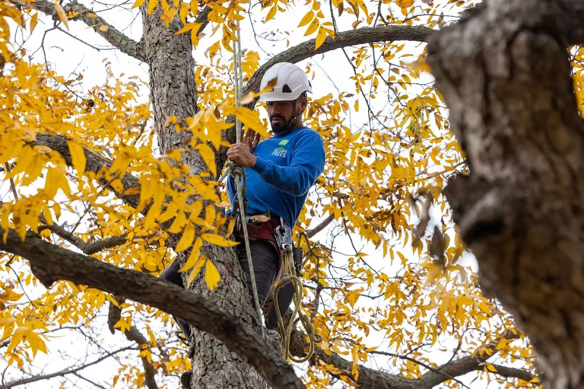 Skilled Tree Pruning crew working in Imperial